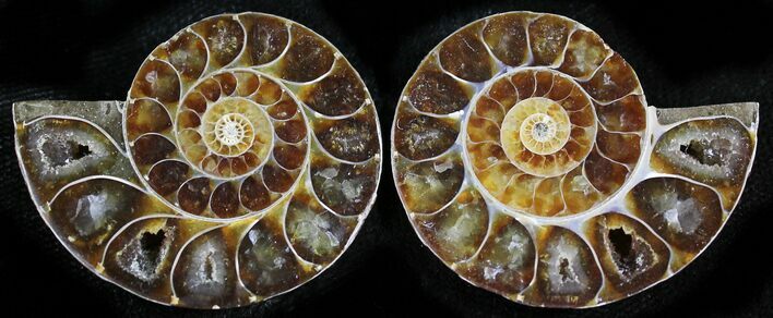 Small Desmoceras Ammonite Pair - #27866